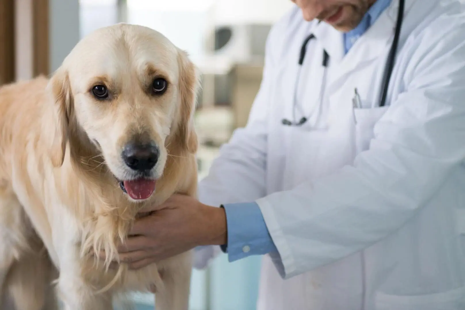 dog being checked by veterinarian
